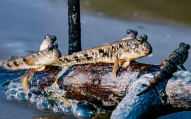 Cá Thòi Lòi: Ngoại Hình 'Xấu Lạ' Nhưng Hương Vị Khiến Thực Khách Mê Mẩn