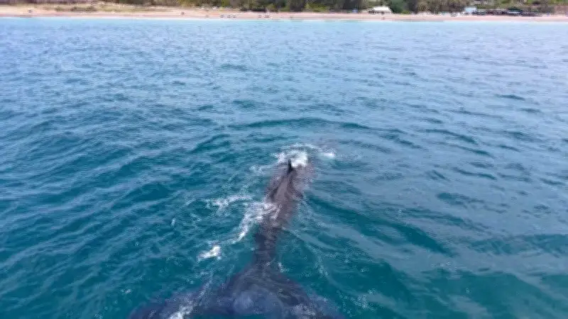 Cá voi liên tục xuất hiện săn mồi tại vùng biển Bình Thuận