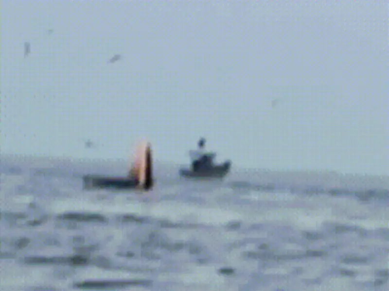 Cá voi liên tiếp xuất hiện gần bờ biển Mũi Né báo hiệu điều gì?