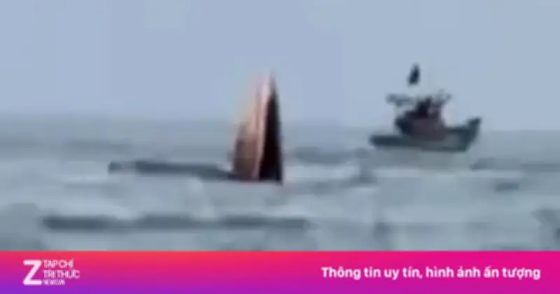 Cá voi liên tiếp xuất hiện gần bờ biển Mũi Né báo hiệu môi trường biển trong lành