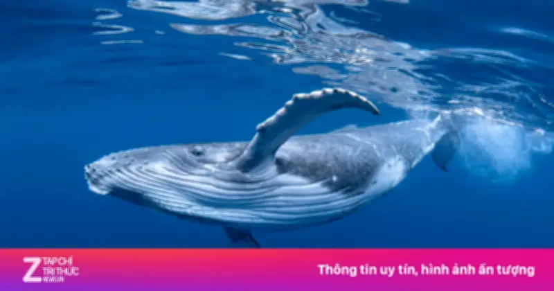 Cá Voi Xanh: Gã Khổng Lồ Đại Dương Với Những Kỷ Lục Đáng Kinh Ngạc