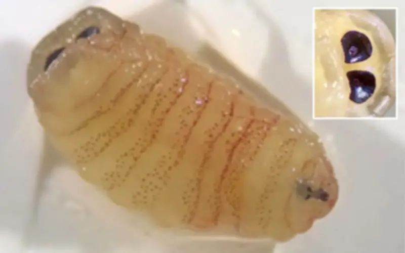 Ca bệnh hy hữu: Ấu trùng ruồi ký sinh trong mũi người phụ nữ Hy Lạp