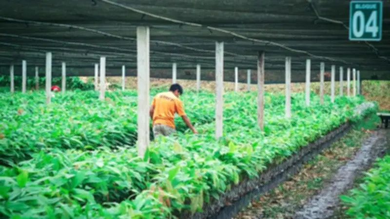 Cacao hữu cơ là 'lá chắn' chống khai thác vàng tại Bolivia