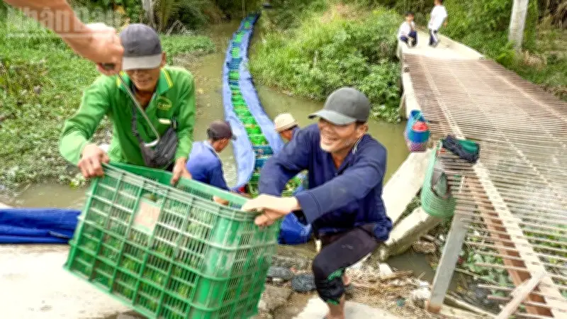 Cam Sành Vĩnh Long 'Lội Ngược Dòng', Giá Tăng Vọt Lên 10.000 Đồng/kg