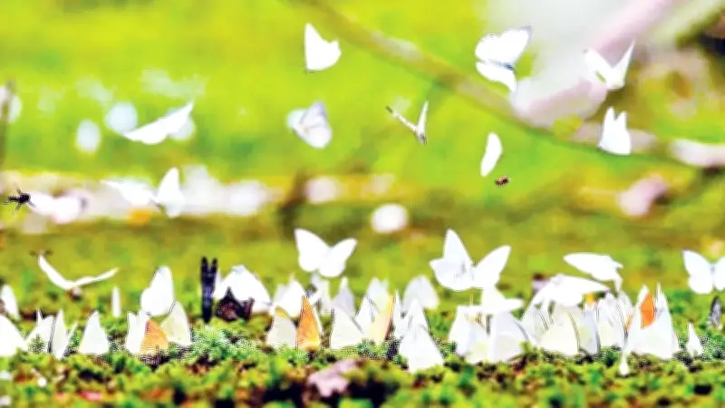 Cúc Phương lung linh đom đóm và bướm: Chỉ báo sinh học quý giá của rừng nguyên sinh