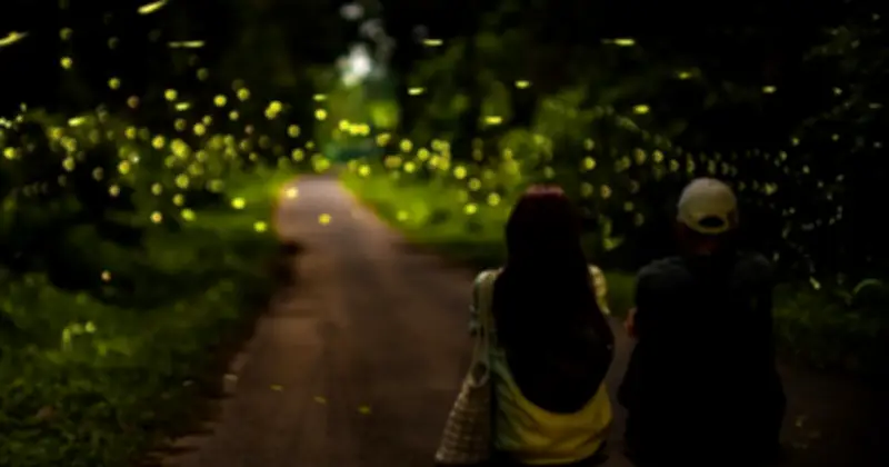 Cúc Phương vào mùa bướm và đom đóm: Du lịch sinh thái đặt bảo tồn lên hàng đầu