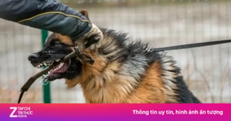 Chó Béc-giê Cắn Chết Chủ Ở Hà Tĩnh: Hồi Chuông Cảnh Tỉnh Về Nuôi Chó Dữ