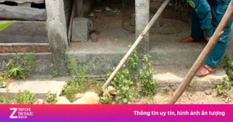 Chó Dại Cắn 4 Người Ở Quảng Ngãi Dương Tính Virus Dại, Ngành Chức Năng Khẩn Cấp Xử Lý