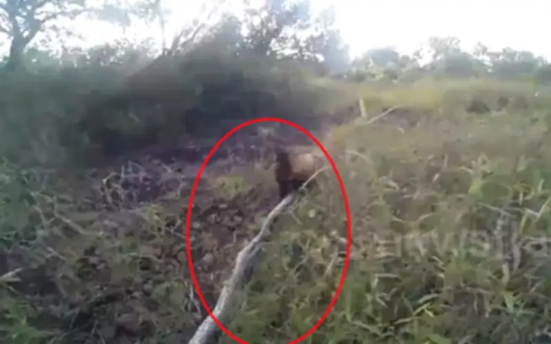 Chó dũng cảm vật lộn với trăn khổng lồ ở khu bảo tồn Swaziland