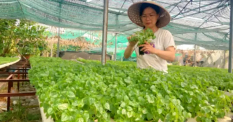 Chị Giang: Từ cán bộ an toàn thực phẩm đến nữ doanh nhân nông nghiệp sạch thành công