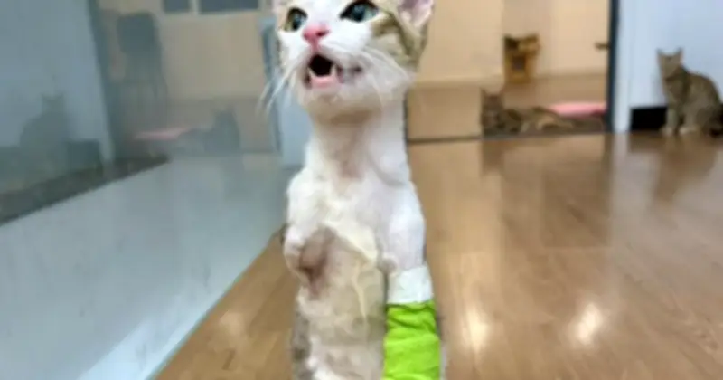 Chú mèo cụt hai chân trước ở TP.HCM gây xúc động với nghị lực sống phi thường