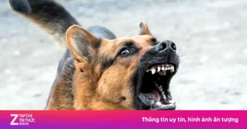 Chó Nghi Dại Cắn Liên Tiếp 5 Người Cùng Khu Phố Ở Đắk Lắk, Gây Thương Tích Nghiêm Trọng