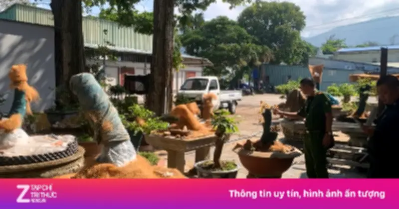 Chủ nhân 42 gốc mai Côn Đảo được trả lại một nửa sau khi nộp phạt và chứng minh nguồn gốc