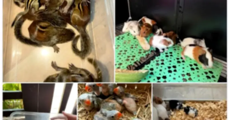 Chợ ảo nuôi thú cưng hoang dã trên mạng xã hội: Rủi ro pháp lý và mối đe dọa bảo tồn