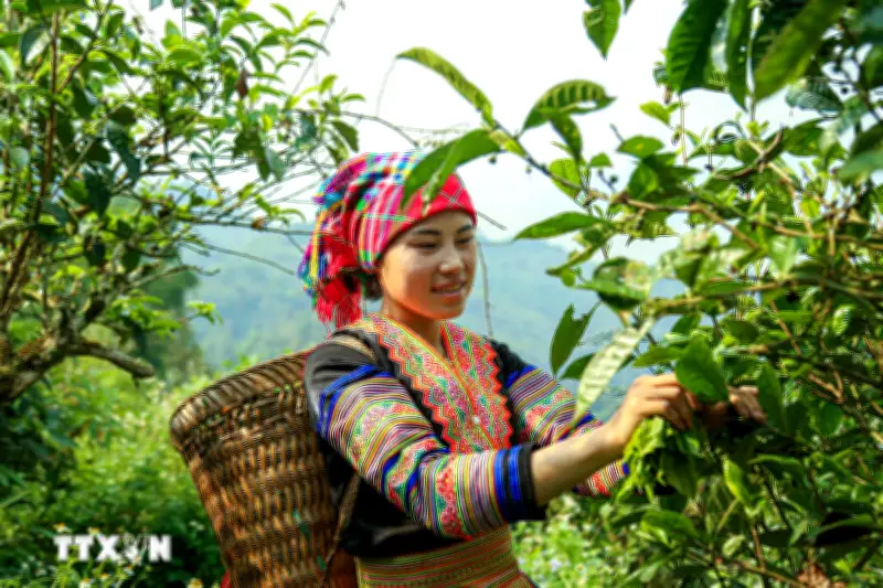 Chè Shan Tuyết Suối Giàng: Hương Vị Tinh Khiết Từ Núi Rừng Lào Cai