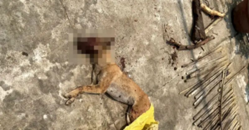 Chó thả rông tấn công dân ở Sơn Tịnh, chính quyền khẩn trương truy bắt và tiêu hủy