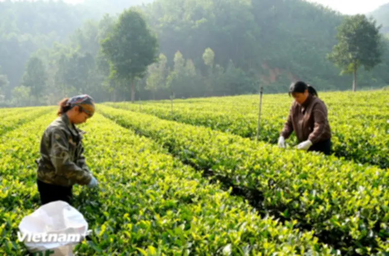 Chè Thái Nguyên khẳng định vị thế cây trồng chủ lực, hướng tới mục tiêu tỷ USD