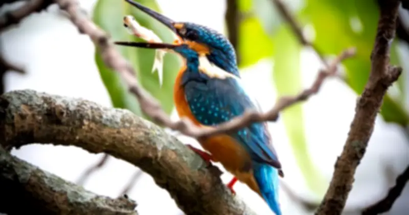 Chim bói cá săn mồi giữa lòng Hà Nội: Khoảnh khắc thiên nhiên hiếm có