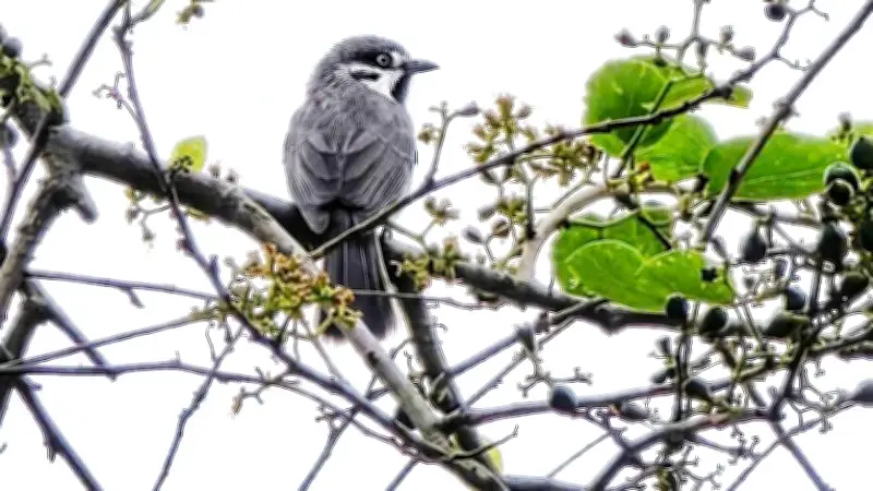 Chim sẻ làm tổ trong vườn: Cuộc sống hòa hợp giữa thiên nhiên và con người