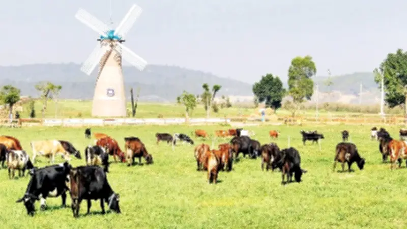 Chăn nuôi bò sữa Lâm Đồng: Chuyển đổi mạnh mẽ sang trang trại công nghệ cao