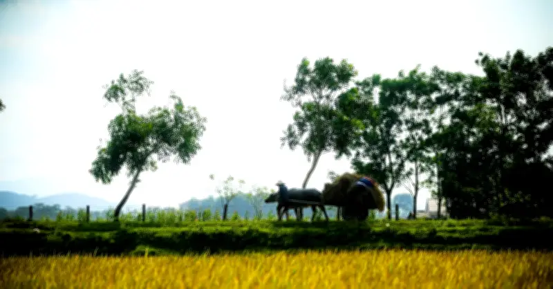 Chồng mất, vợ ở Cao Bằng tá hỏa phát hiện gần 15.000m2 đất đã sang tên cho cháu