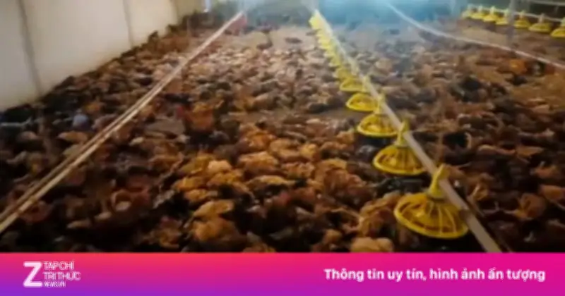 Chập điện khiến hơn 5.000 con gà chết ngạt tại Nghệ An