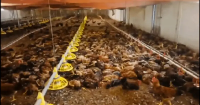 Chập điện khiến hơn 5.000 con gà chết tại trang trại ở Nghệ An