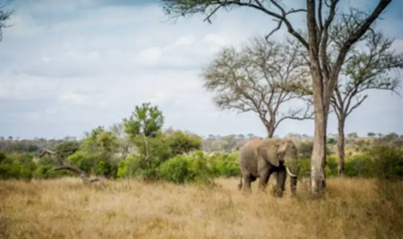 Châu Phi mở ra cơ hội lớn ứng phó biến đổi khí hậu toàn cầu