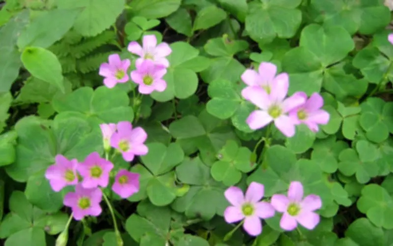 Chua me đất hoa tím: Từ rau ăn đến bài thuốc dân gian và những lưu ý quan trọng