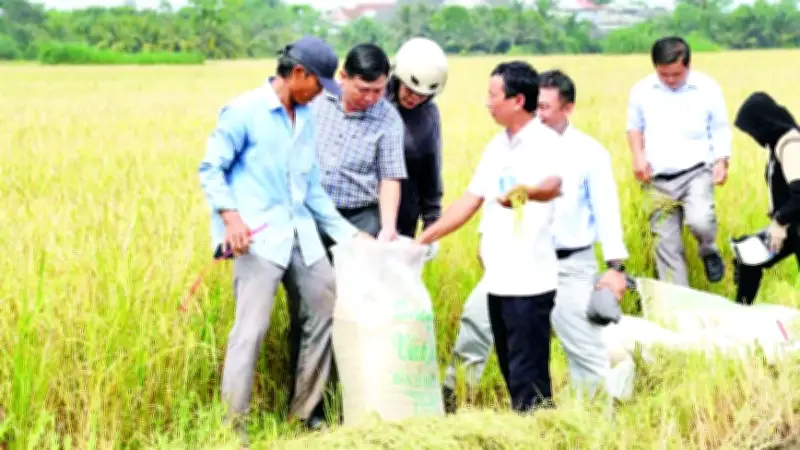 Chuỗi liên kết lúa chất lượng cao tại Tây Ninh: Thành công và thách thức từ Nghị định 98
