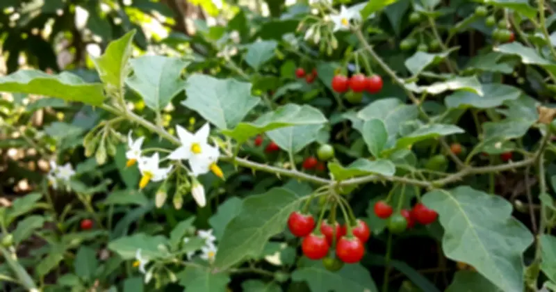 Chuyên gia cảnh báo: Cà gai leo không phải 'thần dược' thay thế thuốc đặc trị viêm gan B