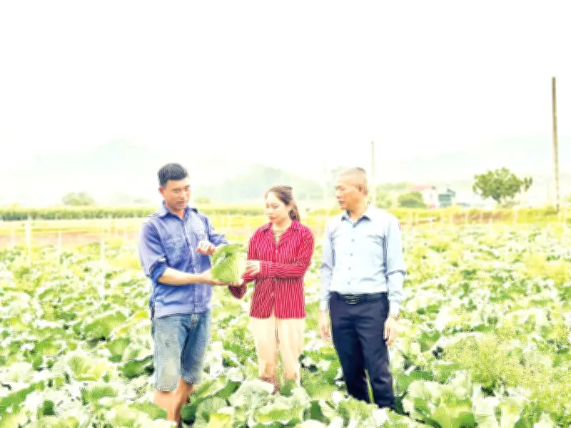 Chuyển đổi cây trồng giúp nông dân Mộc Châu tăng thu nhập gấp ba