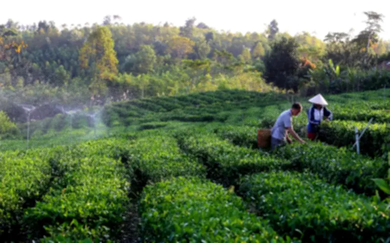 Chuyển đổi số - xanh trong nông nghiệp: Động lực và thách thức cho doanh nghiệp Việt