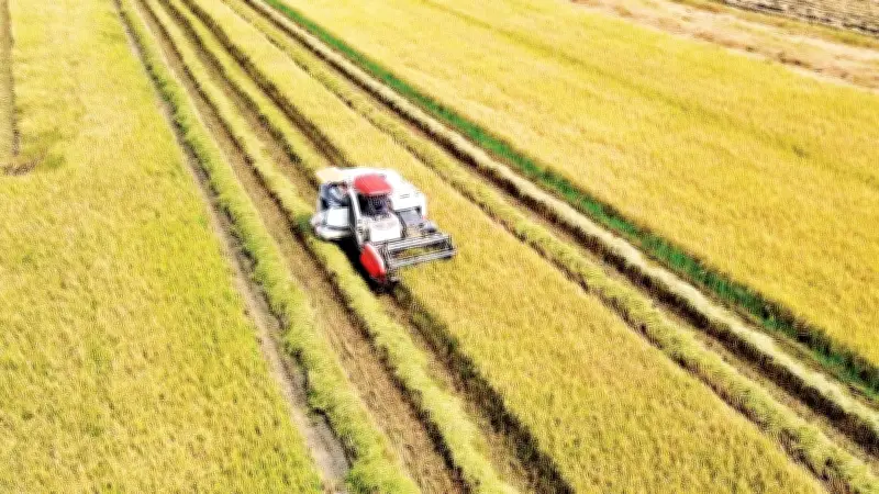 Chuyển đổi đất lúa bền vững: Giữ an ninh lương thực, nâng giá trị sản xuất