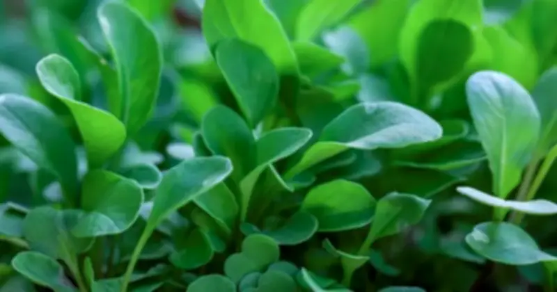 Cải xoong - Loại rau nhỏ bé được vinh danh tốt nhất thế giới, Việt Nam có đầy