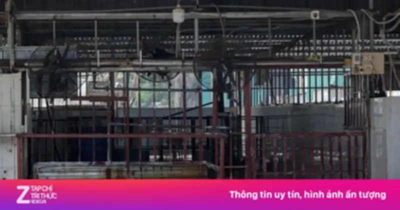 Cận Cảnh Đường Dây Tuồn Gần 300 Tấn Lợn Bệnh Vào Trường Học Tại Hà Nội