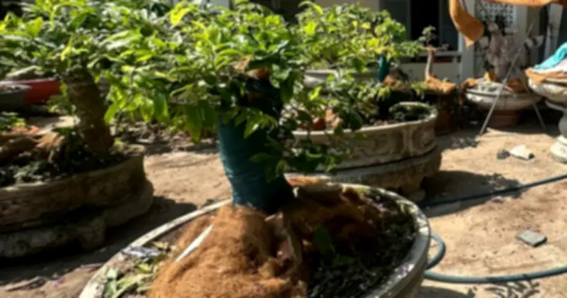 Côn Đảo xử phạt 3 triệu đồng, tịch thu 42 cây mai vàng do vi phạm quản lý lâm sản