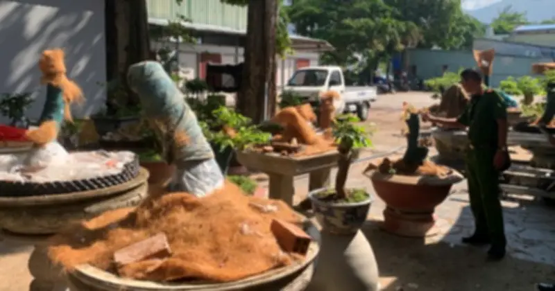 Côn Đảo xử phạt 3 triệu đồng, tịch thu 42 cây mai vàng không rõ nguồn gốc