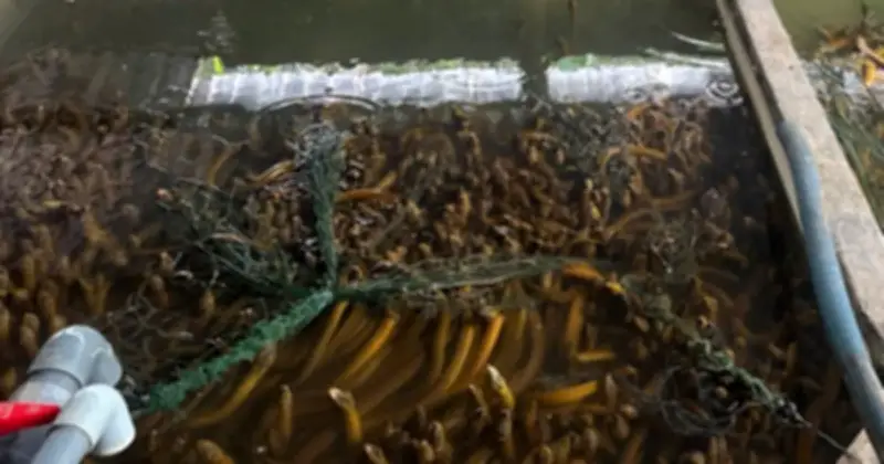 Cần Thơ: 4.000 tấn lươn quá lứa kêu cứu, Hội Nông dân tổ chức khảo sát thực tế