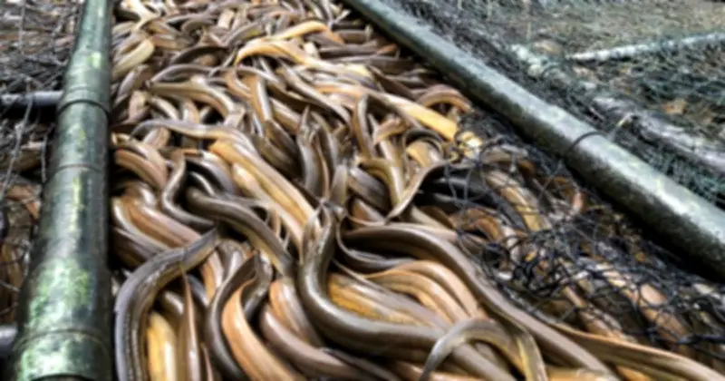 Cần Thơ: 4.000 tấn lươn quá lứa tồn đọng, nông dân lao đao vì giá rớt thê thảm