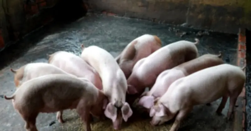 Cần Thơ: Dịch tả heo châu Phi tái xuất, tiêu hủy hơn 5 tấn heo nhiễm bệnh