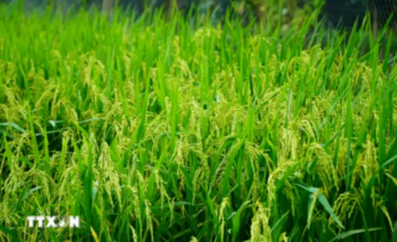 Cần Thơ mở cánh cửa đưa lúa gạo Việt vào thị trường tín chỉ carbon