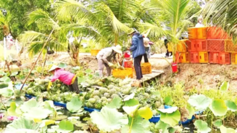 Cần Thơ mở rộng diện tích khóm MD2, hướng đến xuất khẩu bền vững