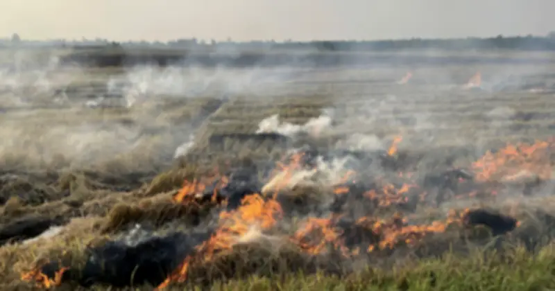 Cần Thơ: Tai nạn thương tâm khi đốt đồng, một phụ nữ tử vong do ngạt khói