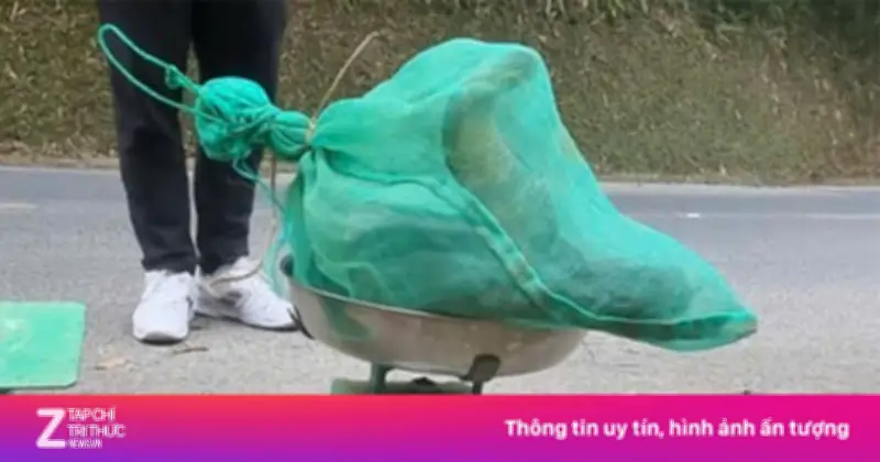 Công An Thái Nguyên Khởi Tố Vụ Vận Chuyển Rắn Hổ Mang Chúa Trái Phép