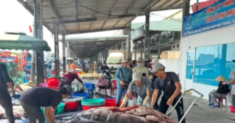 Cảng cá Hòn Rớ: Nhịp sống lao động hối hả giữa lòng biển cả