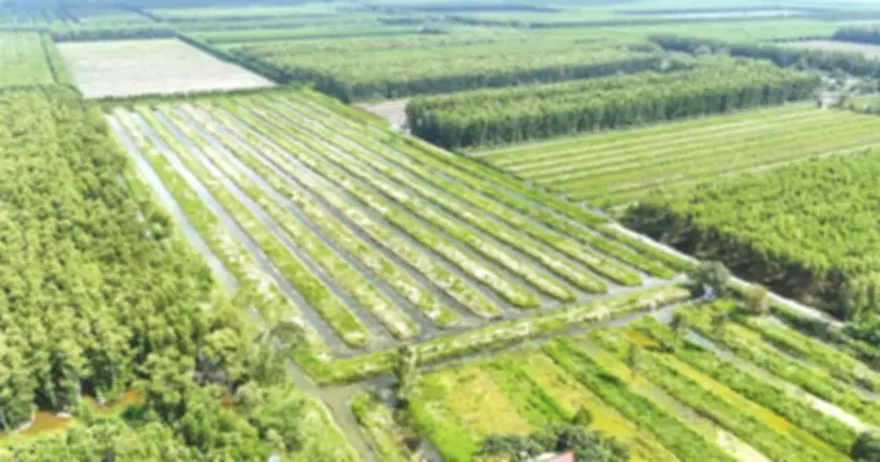 Công ty Lâm nghiệp U Minh Hạ: Tăng trưởng bền vững từ rừng
