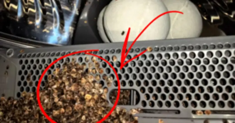 Cảnh báo: 8 vật dụng tuyệt đối không cho vào máy giặt để tránh hỏng hóc