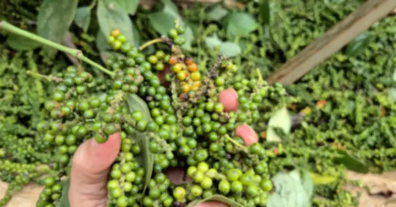 Cảnh báo lừa đảo xuất khẩu hồ tiêu: Doanh nghiệp Việt thiệt hại gần 600.000 USD