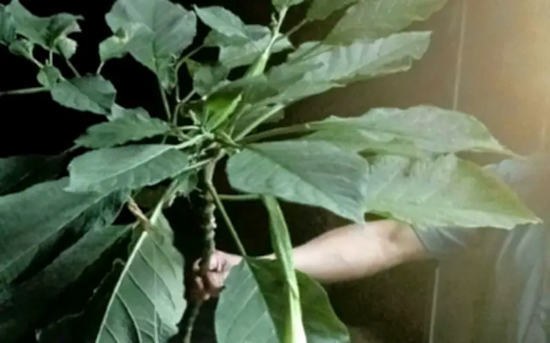 Cảnh báo ngộ độc rau rừng tại Nghệ An: 3 người trong gia đình nhập viện cấp cứu